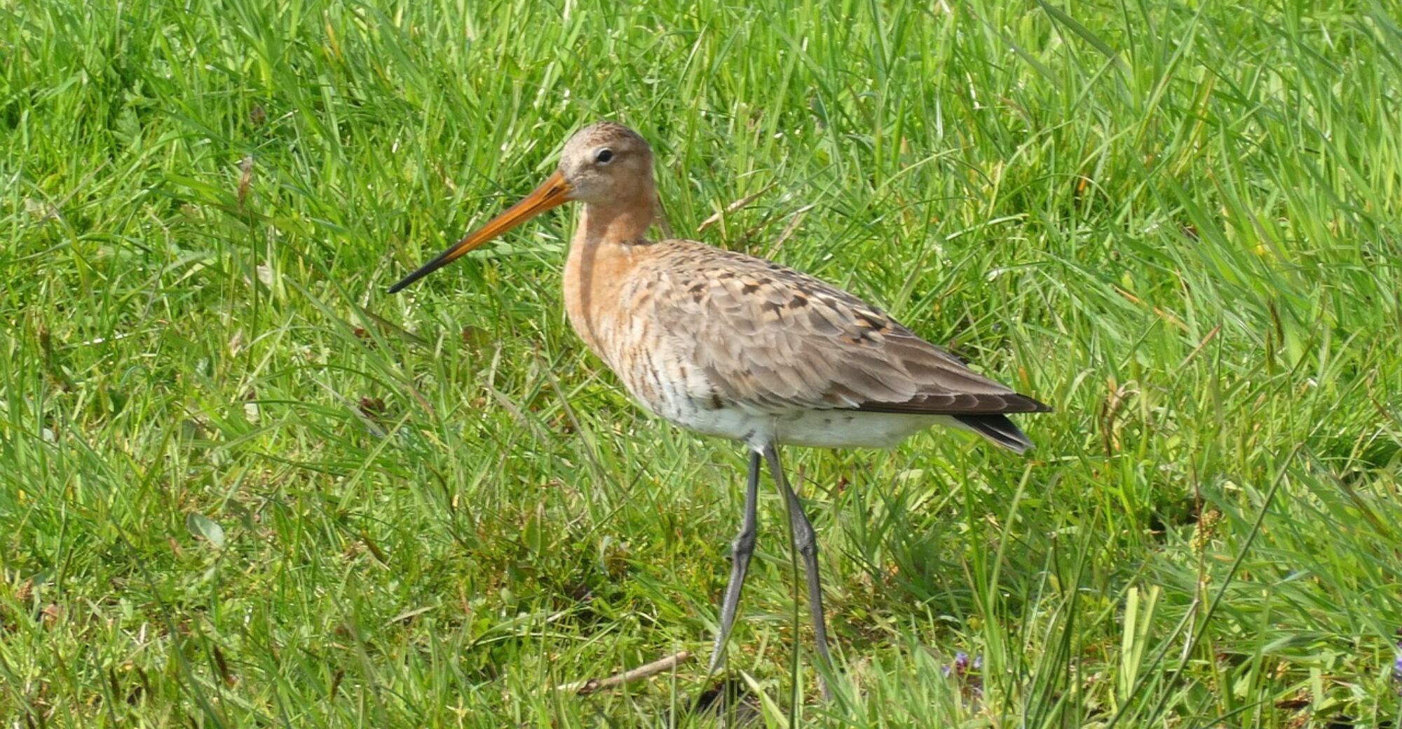 Grutto black tailed godwit 4115605 1280