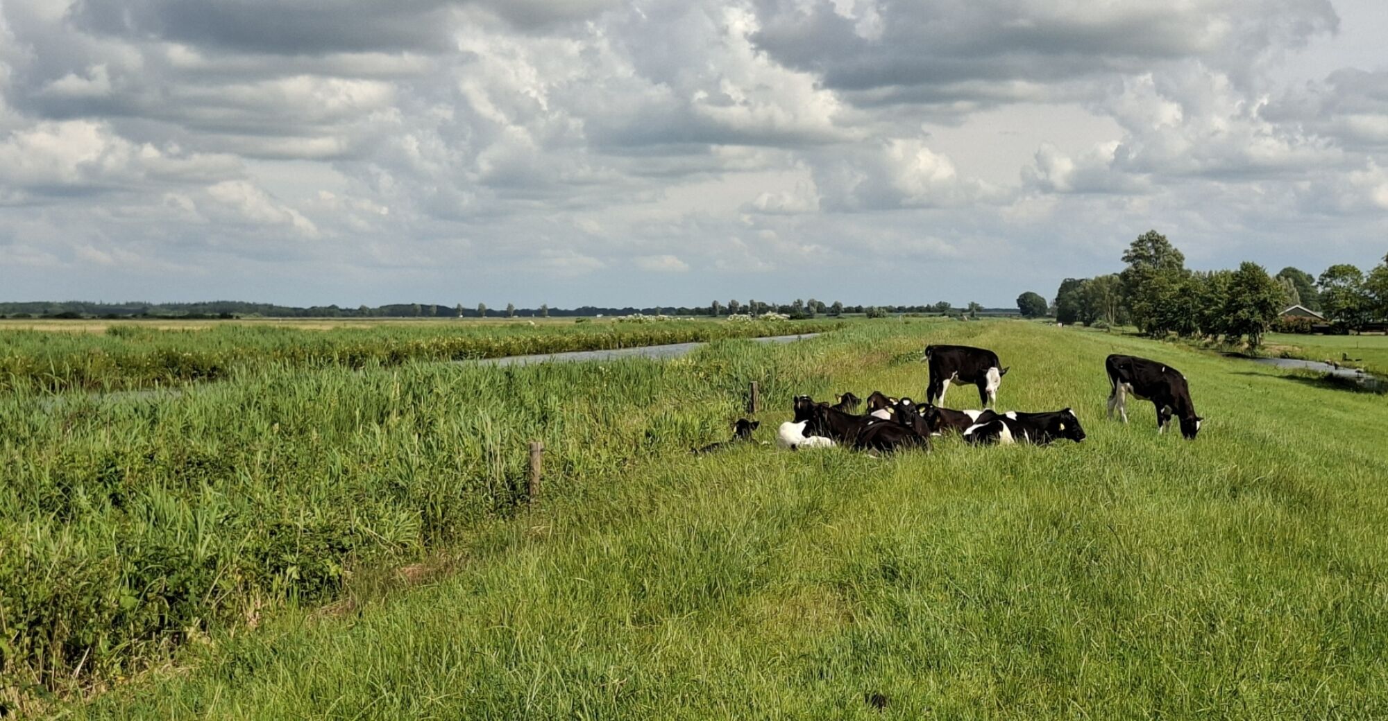 Jongvee natuurgebied