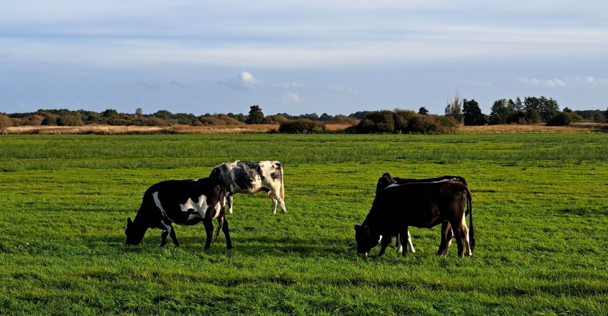 Natuurland jongvee