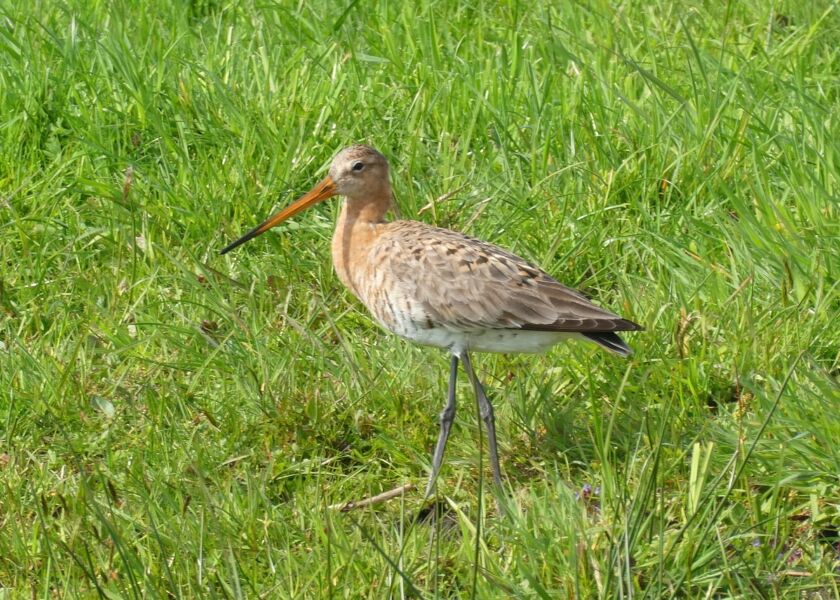 Grutto black tailed godwit 4115605 1280