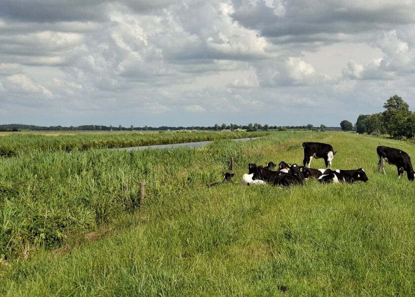Jongvee natuurgebied