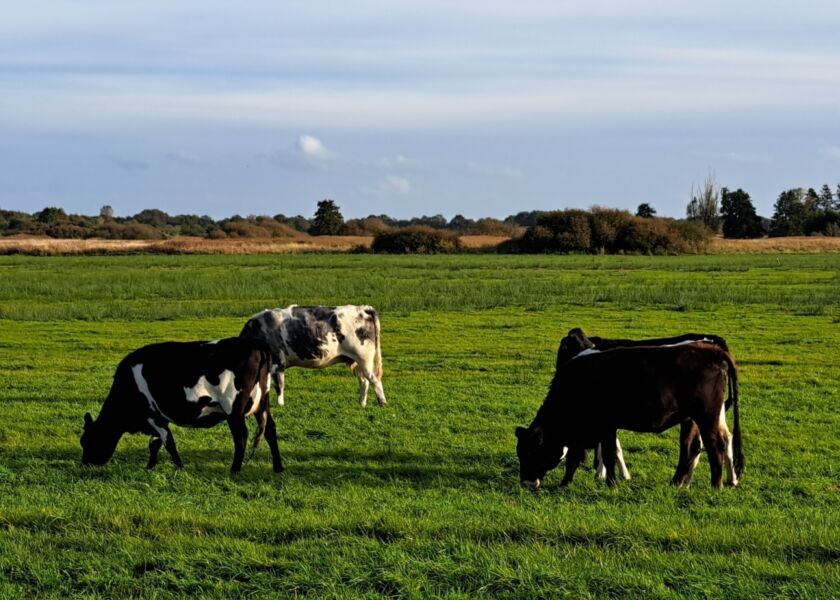 Natuurland jongvee